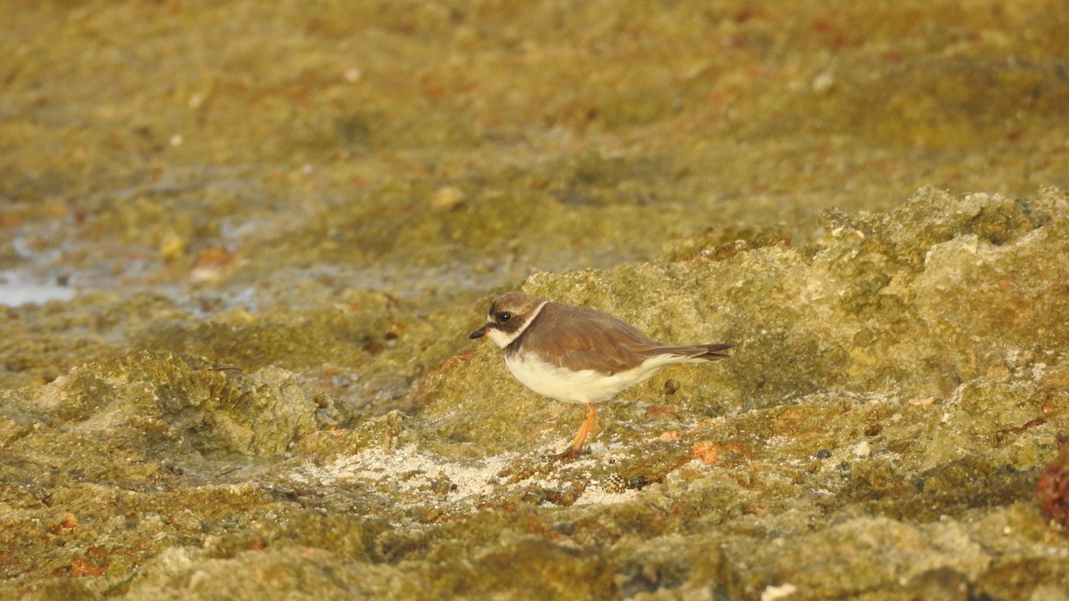 Semipalmated Plover - ML377016811