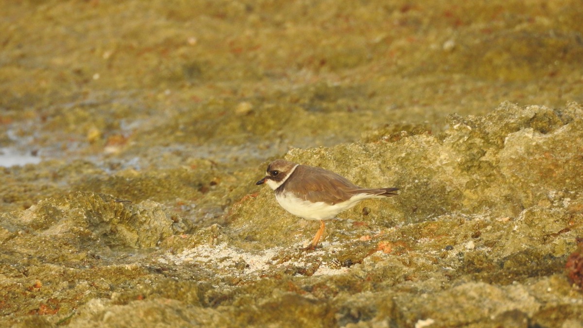 Semipalmated Plover - Andrea Pacheco