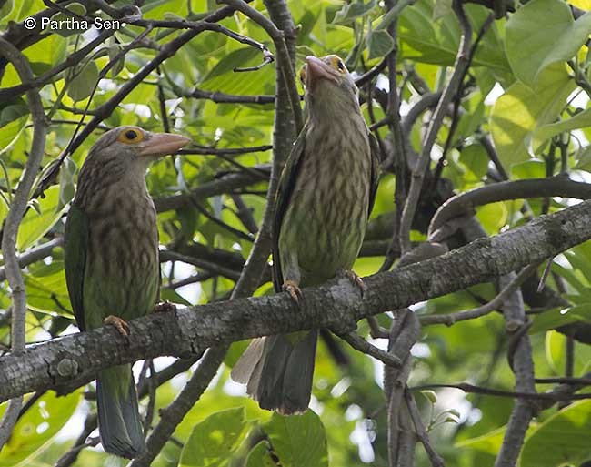Lineated Barbet - ML377016991