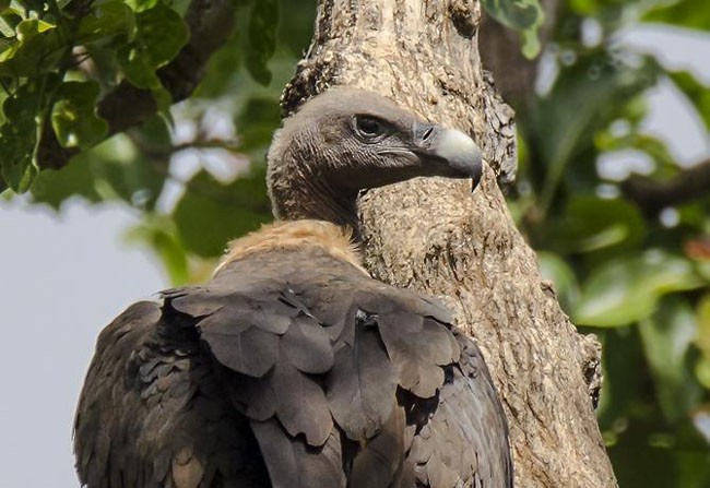 White-rumped Vulture - ML377017151