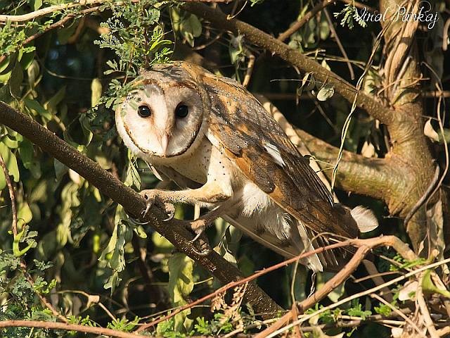 Barn Owl (Eastern) - Pankaj Maheria