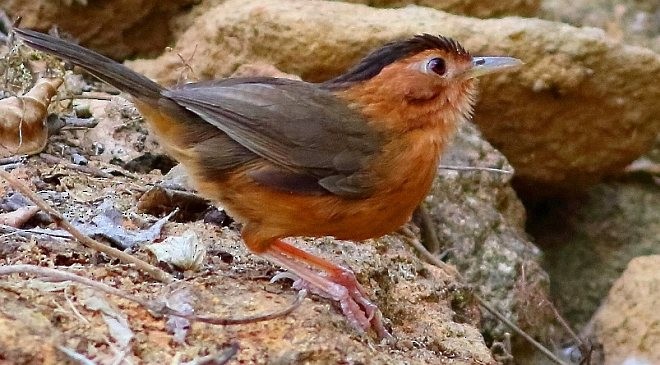 Brown-capped Babbler - ML377018001