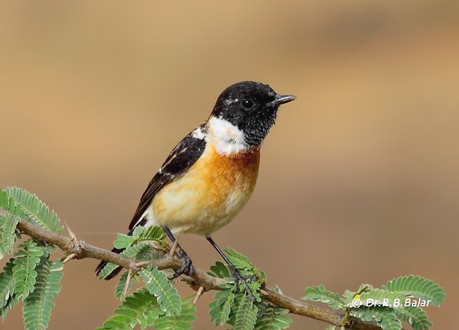 Siberian Stonechat - ML377018501