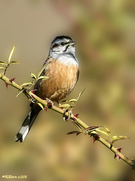 Godlewski's Bunting (yunnanensis/khamensis) - ML377018541