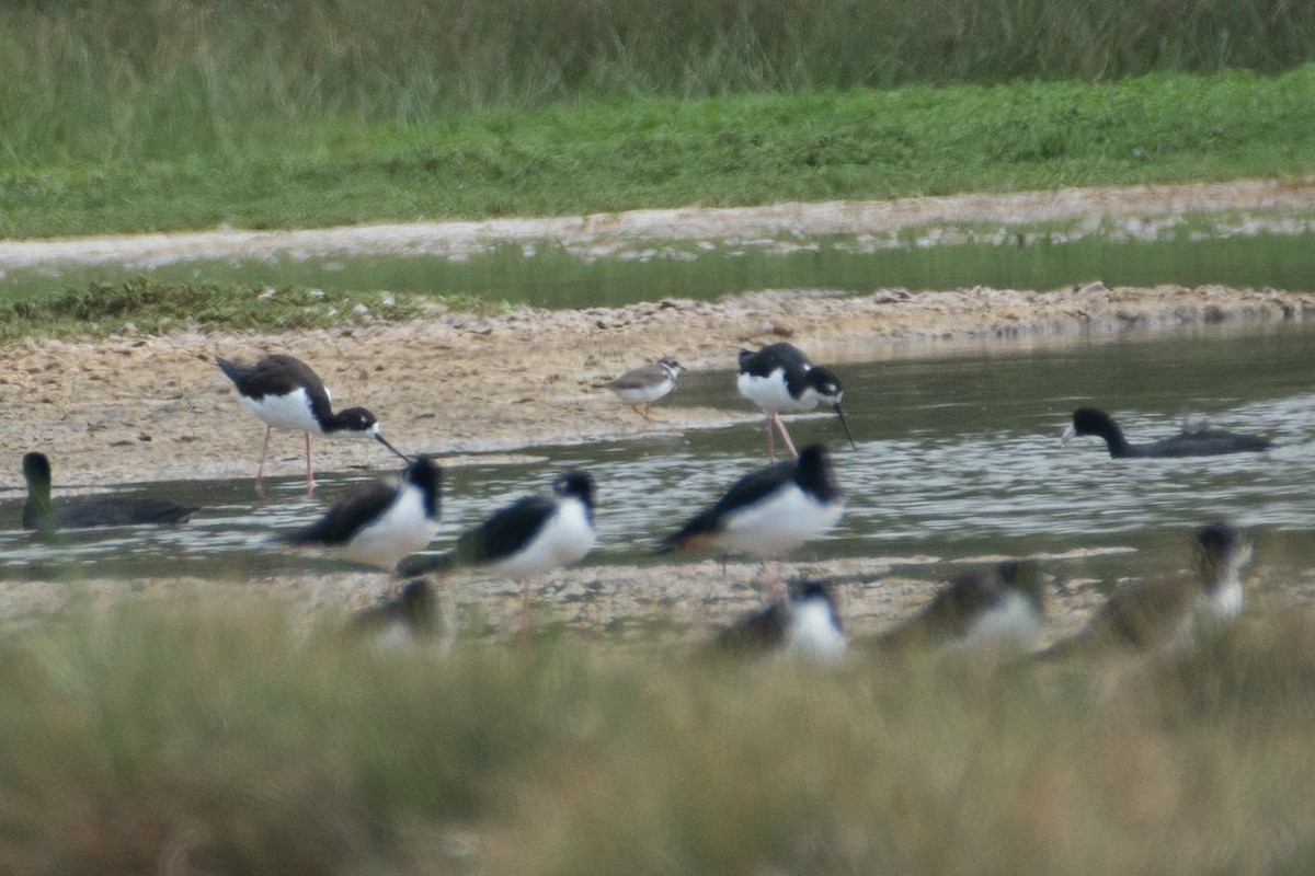 Semipalmated Plover - ML377019251