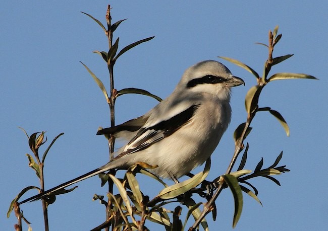 Chinese Gray/Giant Shrike - ML377019761