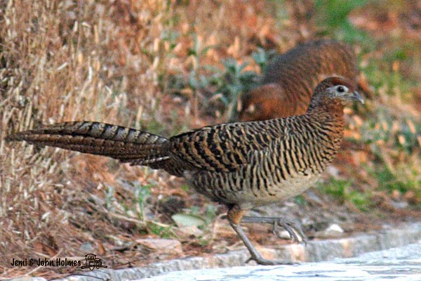 Lady Amherst's Pheasant - ML377020481