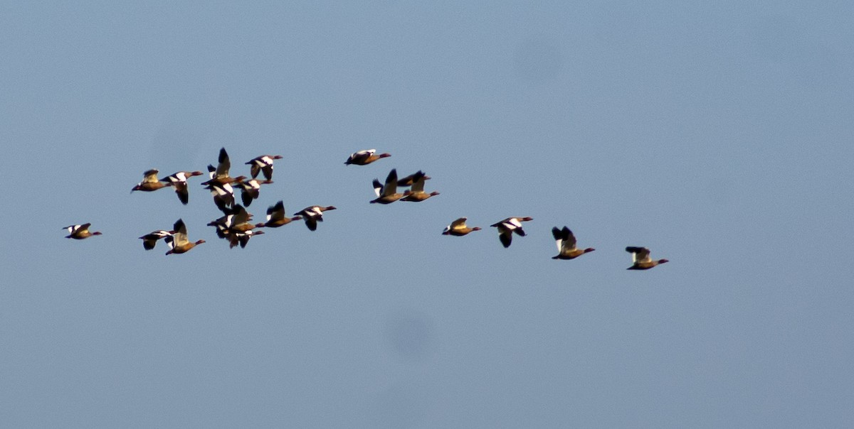 Ruddy-headed Goose - ML377020631