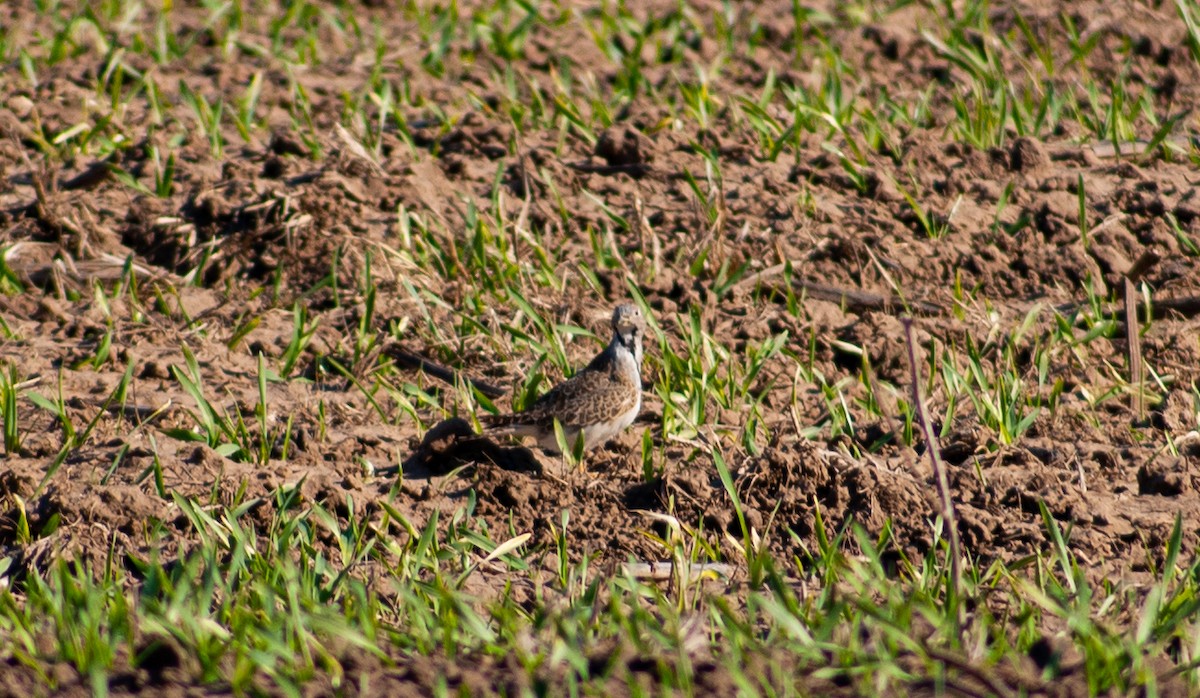 Least Seedsnipe - ML377021091