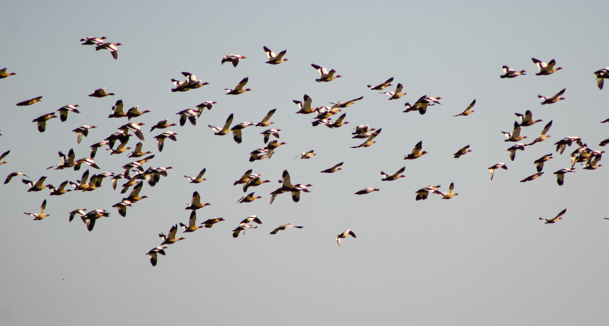 Ruddy-headed Goose - ML377021191