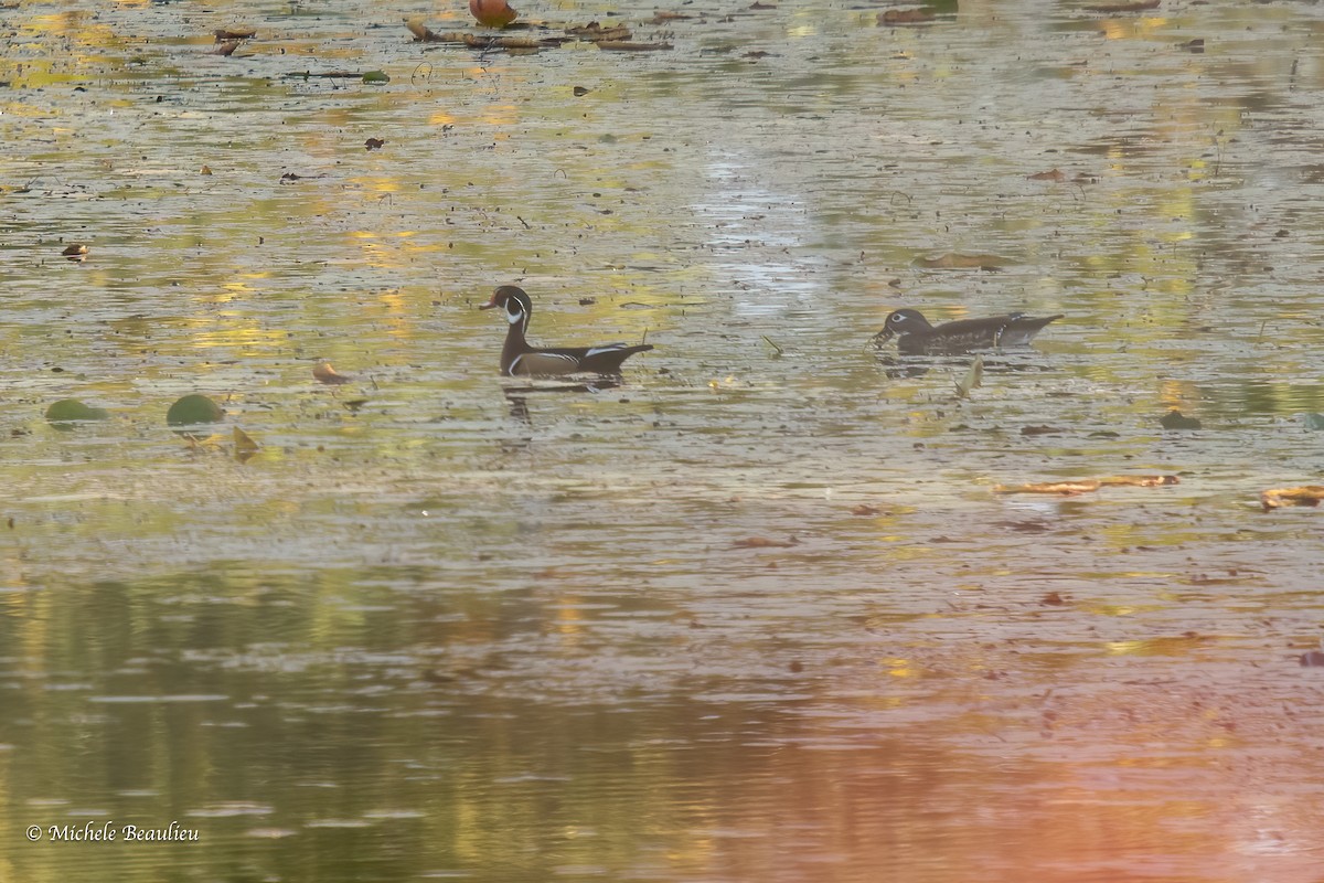 Wood Duck - Michèle Beaulieu