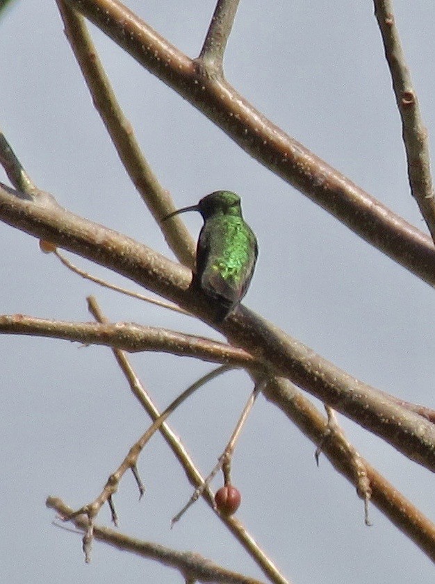 Green Mango - ML377022661