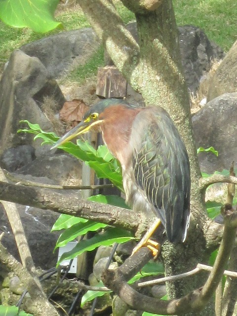 Green Heron - ML377022701