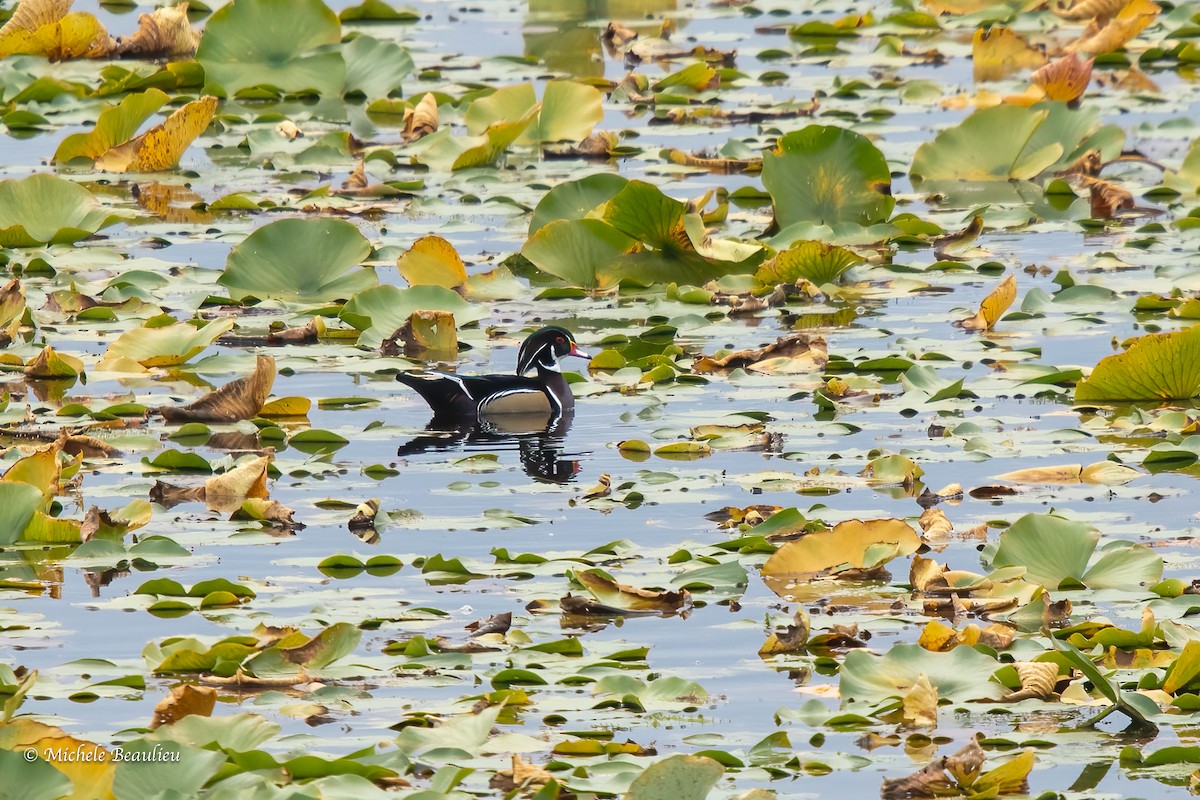 Wood Duck - ML377022741