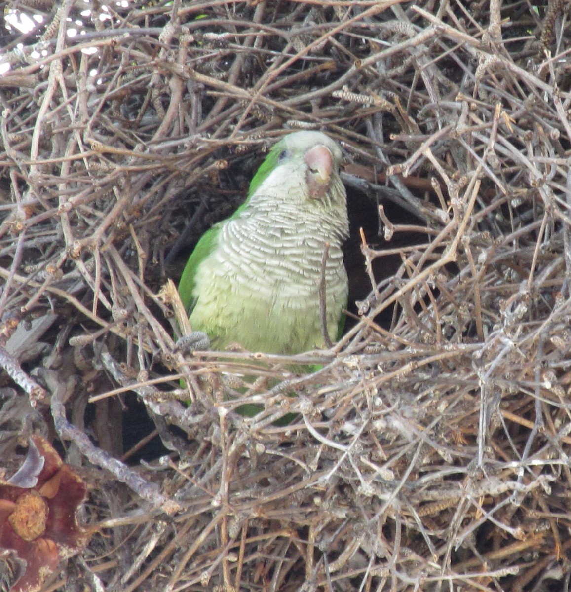 Monk Parakeet - ML377022841