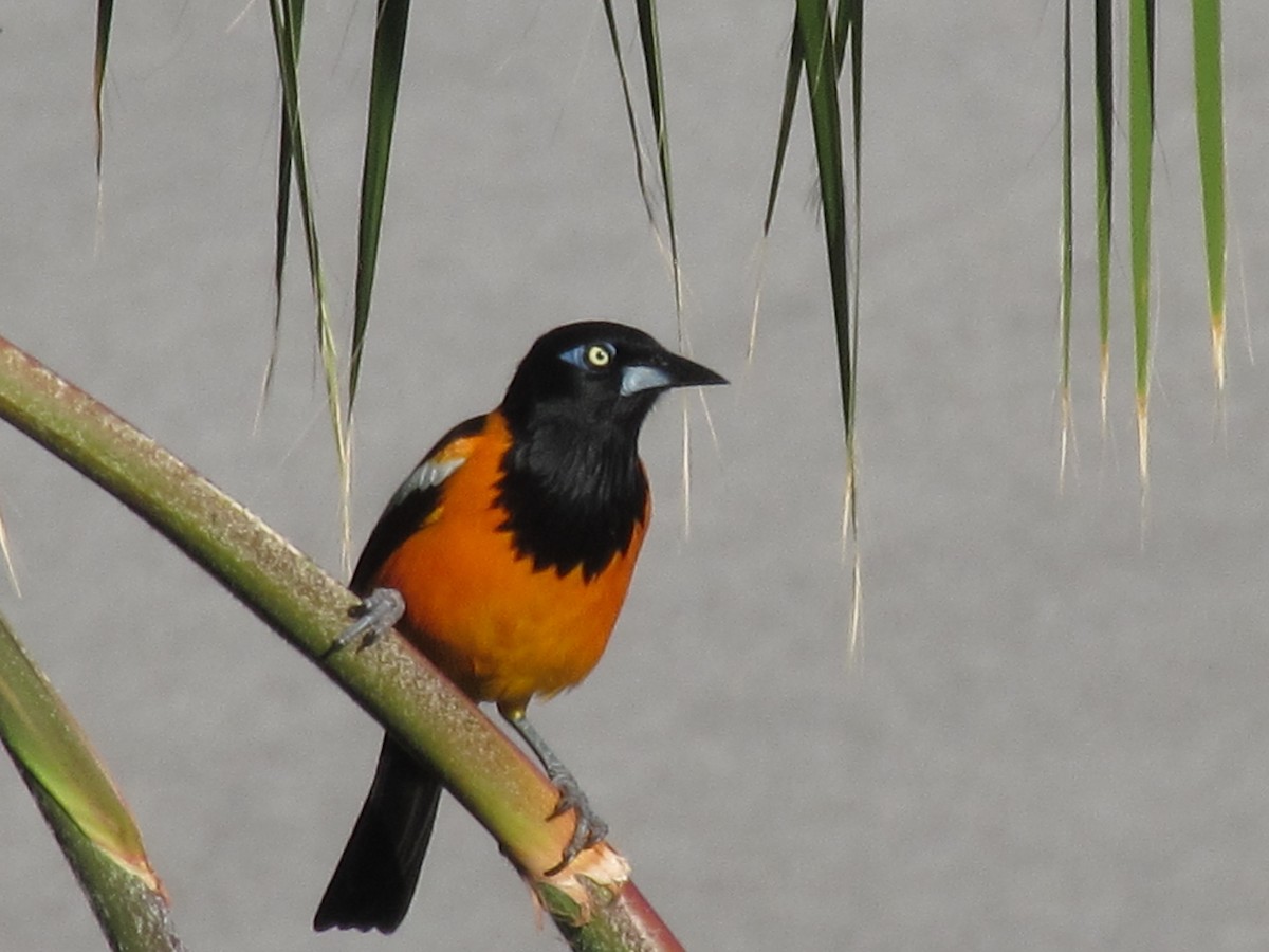 Venezuelan Troupial - ML377023341