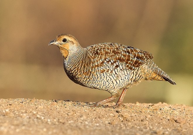 Gray Francolin - ML377023731