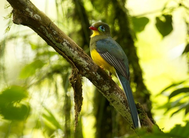 trogon sumaterský - ML377025301