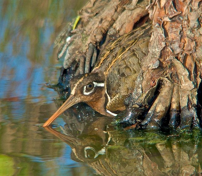 Greater Painted-Snipe - ML377025731