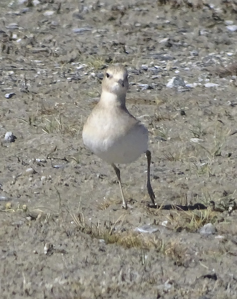 Chorlito Llanero - ML377027401