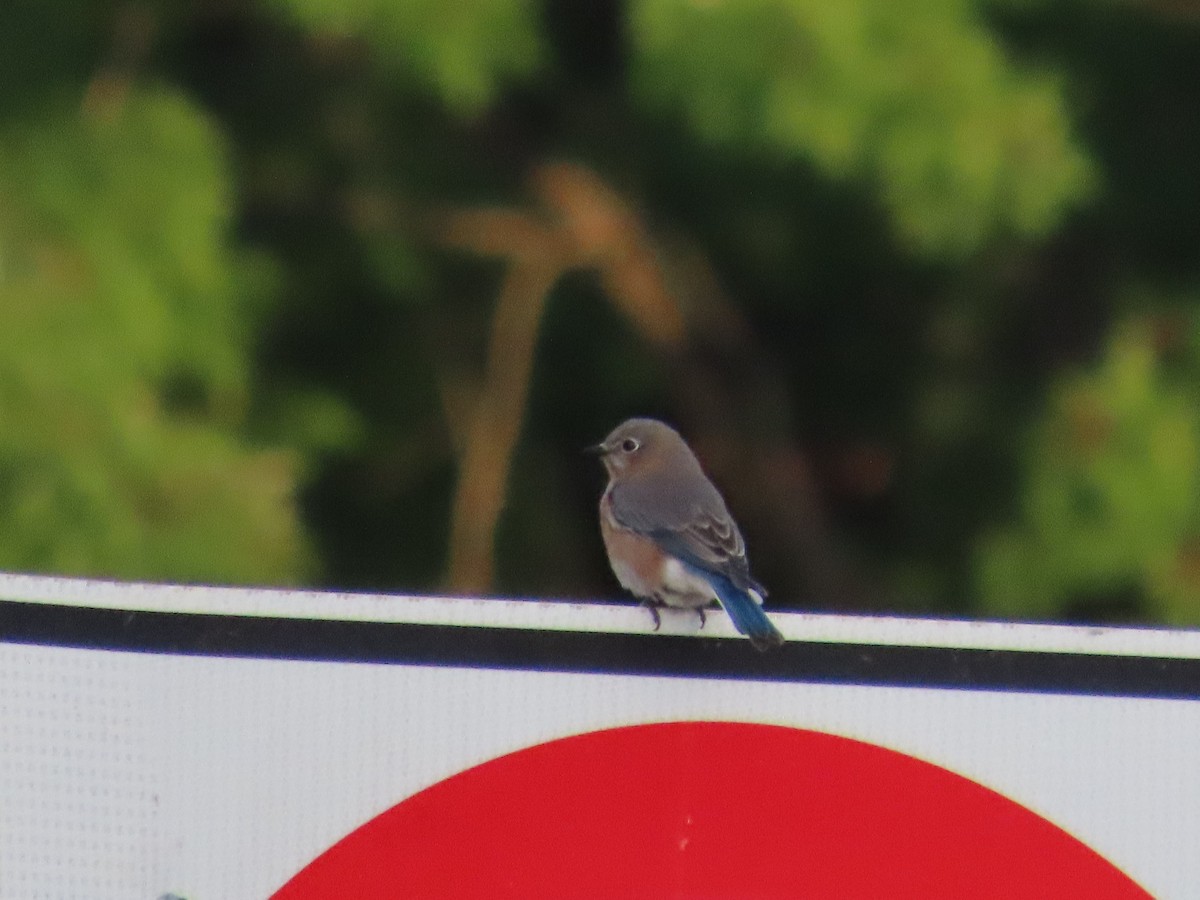 Eastern Bluebird - ML377027441