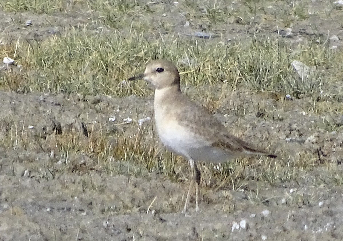 Mountain Plover - ML377027451