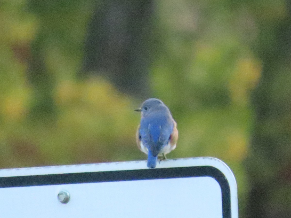 Eastern Bluebird - ML377027491