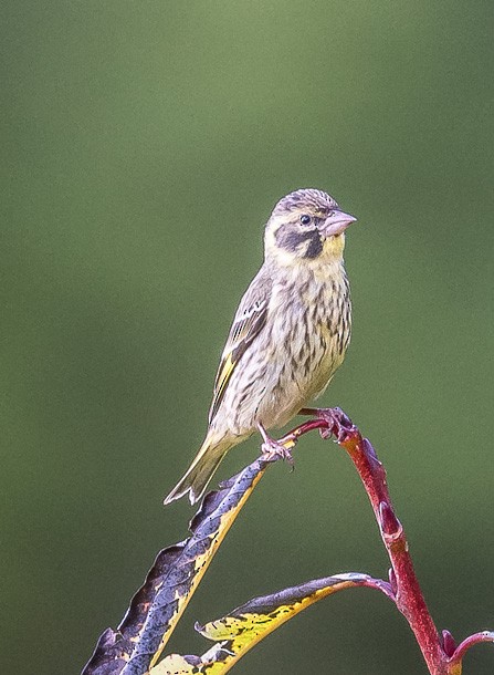 Yellow-breasted Greenfinch - ML377027841