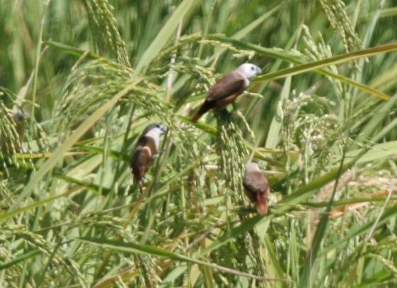 Pale-headed Munia - ML377028311