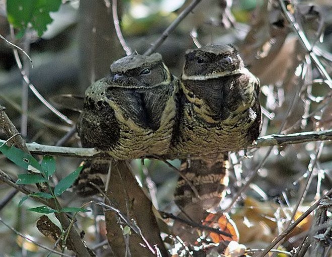 Great Eared-Nightjar - Hans Peeters