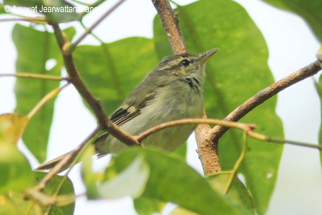 Two-barred Warbler - Ayuwat Jearwattanakanok