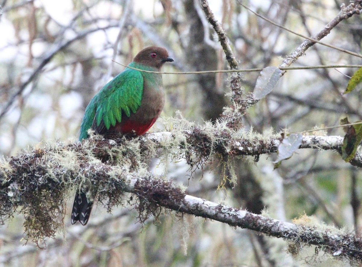 Crested Quetzal - ML377029401