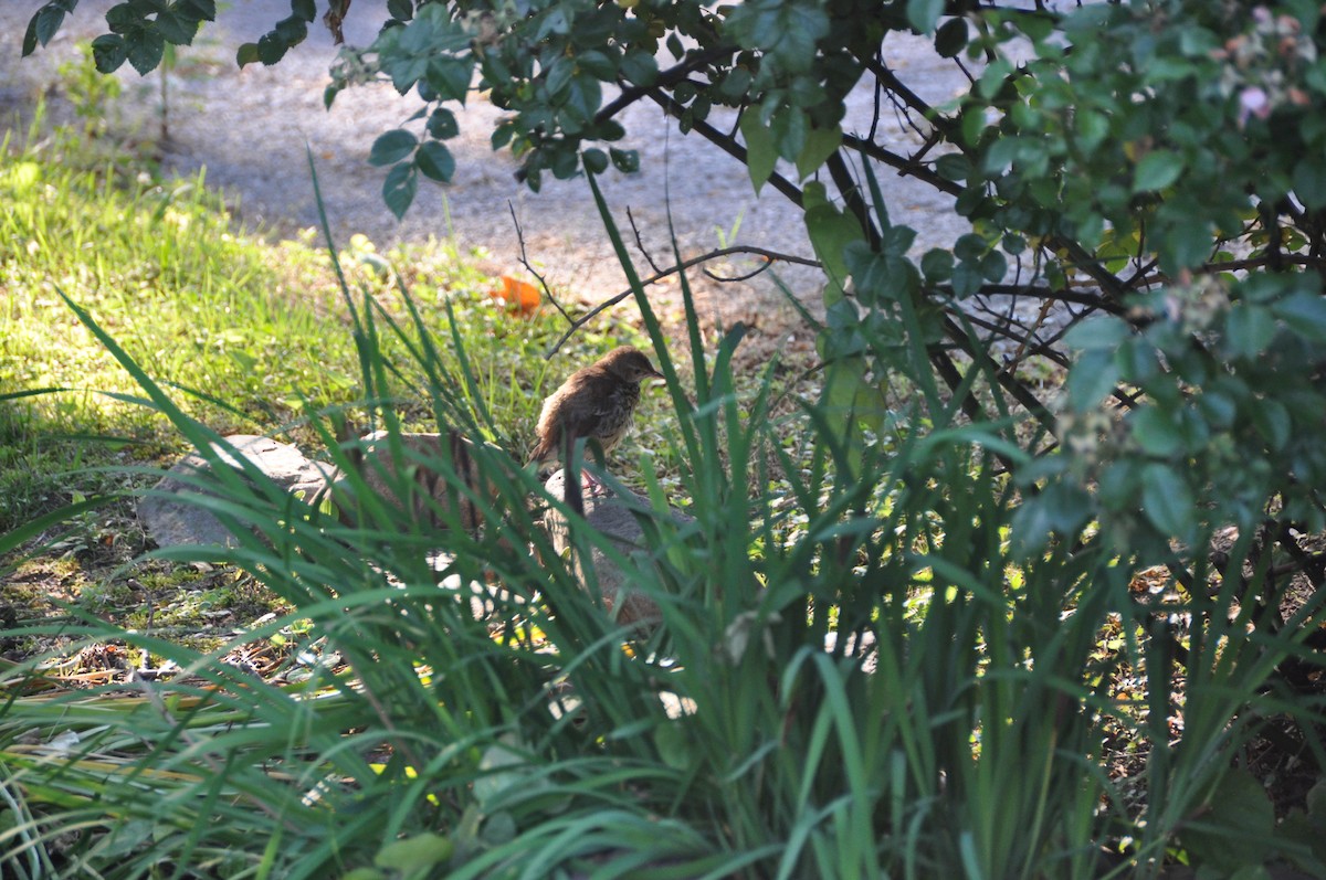 Hermit Thrush - ML377029481