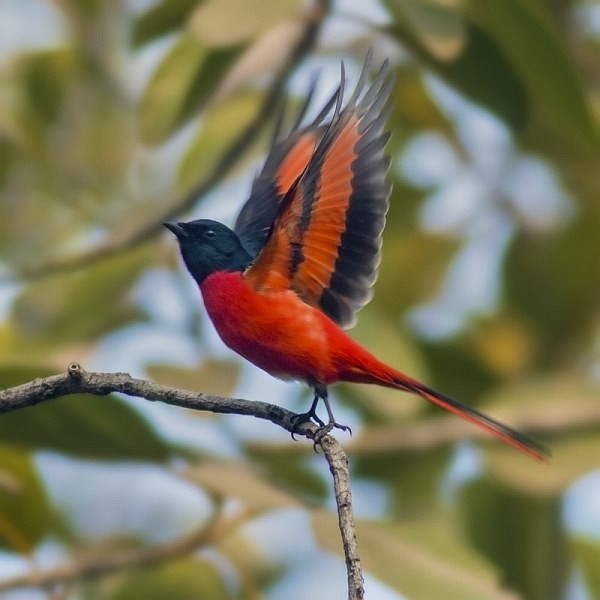 Minivet rouge - ML377030071