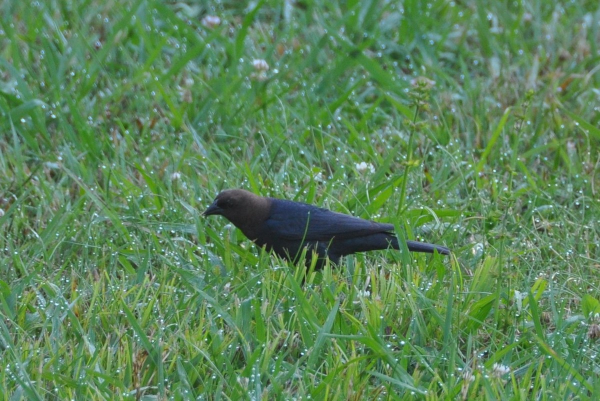 Brown-headed Cowbird - ML377030451