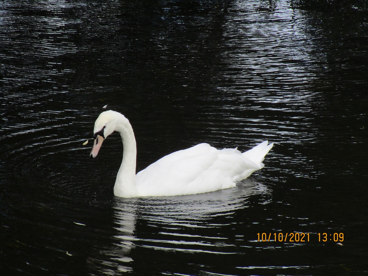 Mute Swan - ML377030611