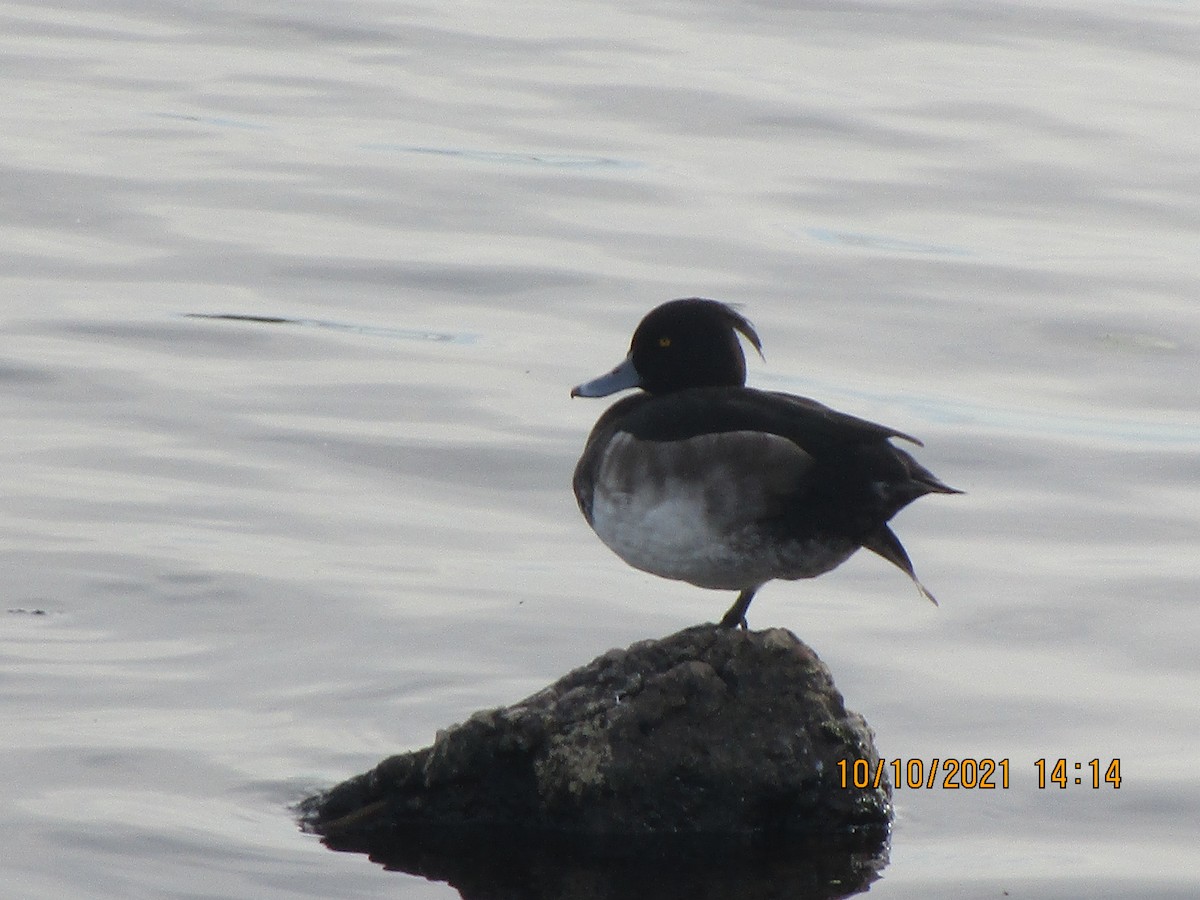 Tufted Duck - ML377030971