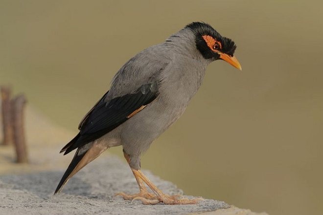 Bank Myna - ML377032591