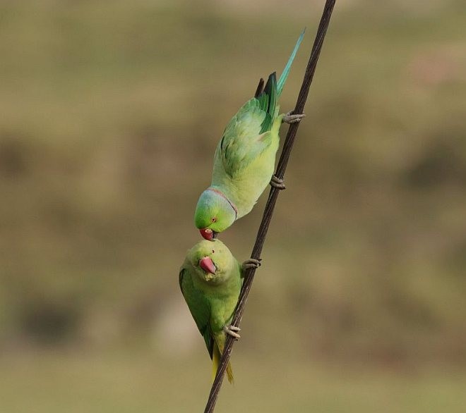 Rose-ringed Parakeet - ML377032641