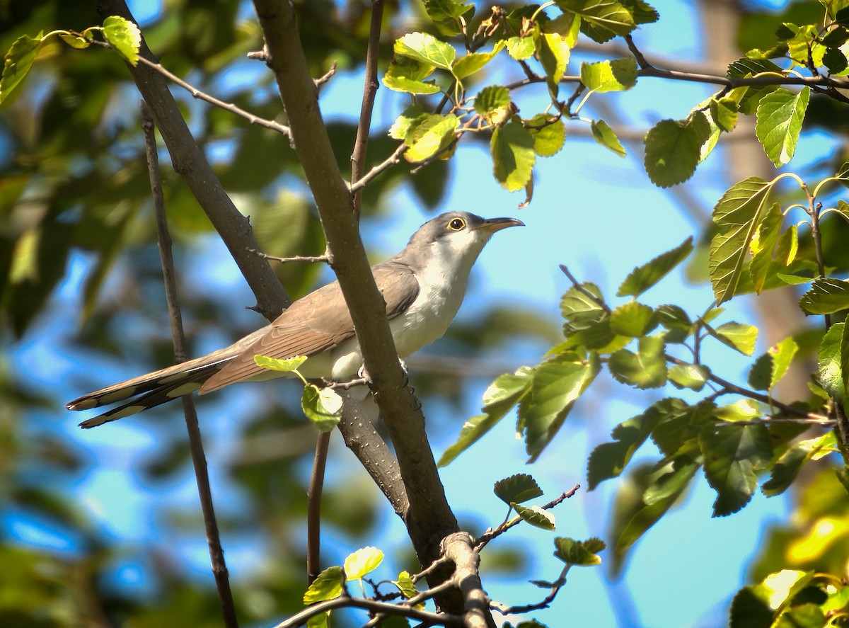 Yellow-billed Cuckoo - ML377033081