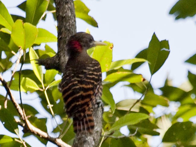 Bay Woodpecker - ML377033181