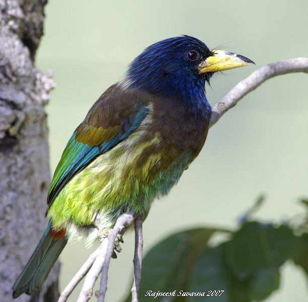 Great Barbet - ML377033521