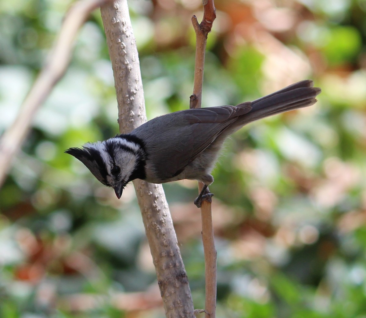 Bridled Titmouse - ML377033591