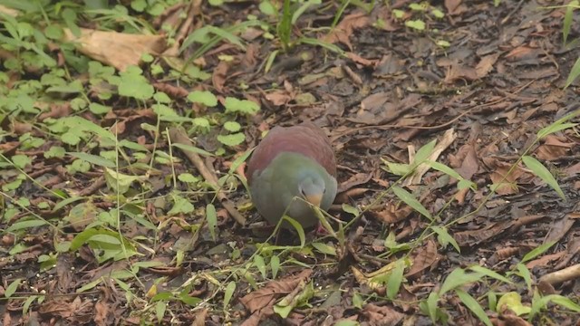 Colombe du Costa Rica - ML377033901