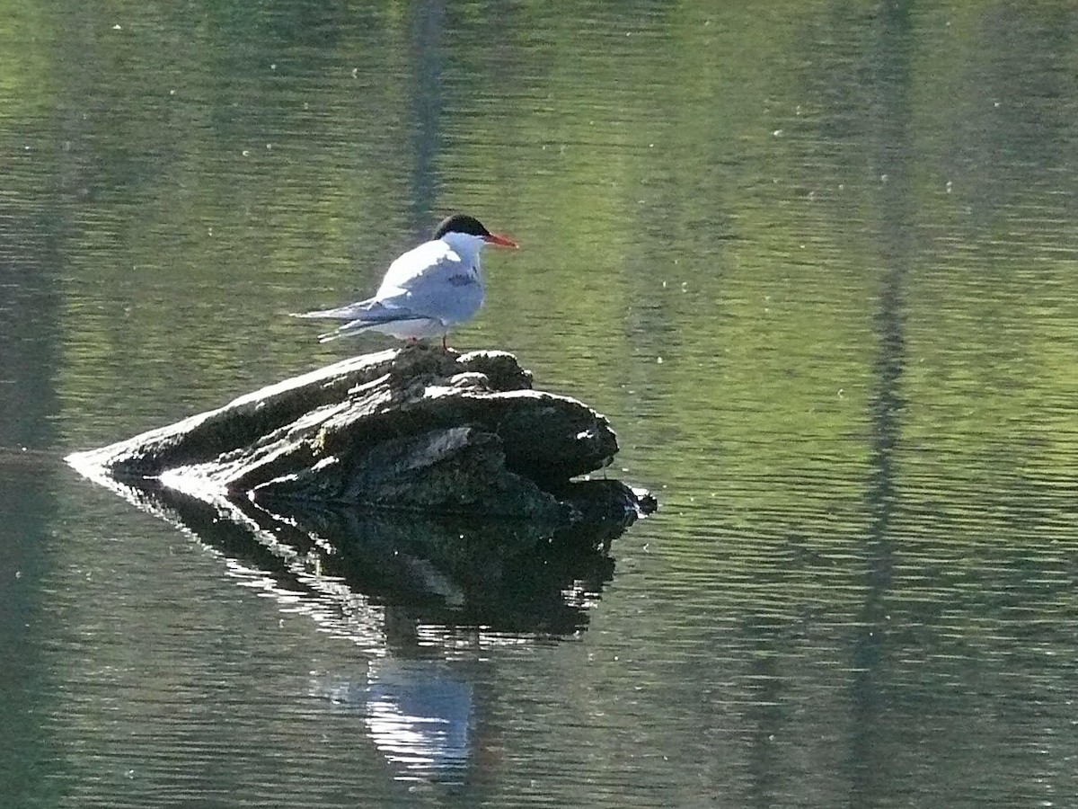Common Tern - june ryder