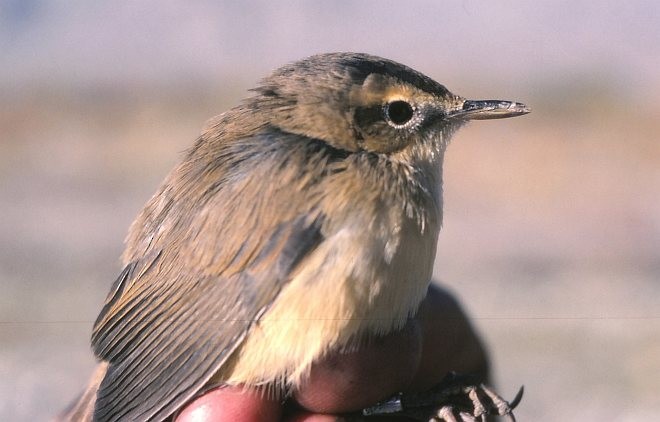 雙眉葦鶯 - ML377035381