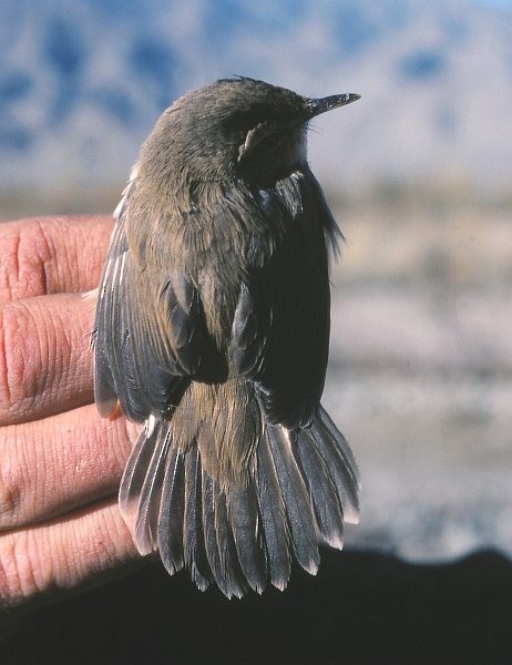 雙眉葦鶯 - ML377035391