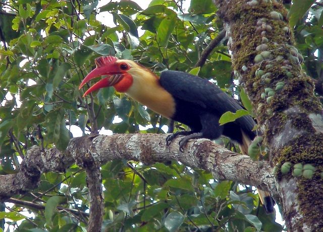 Writhed Hornbill - ML377035641