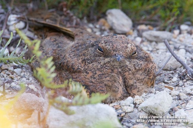 Savanna Nightjar - ML377036171