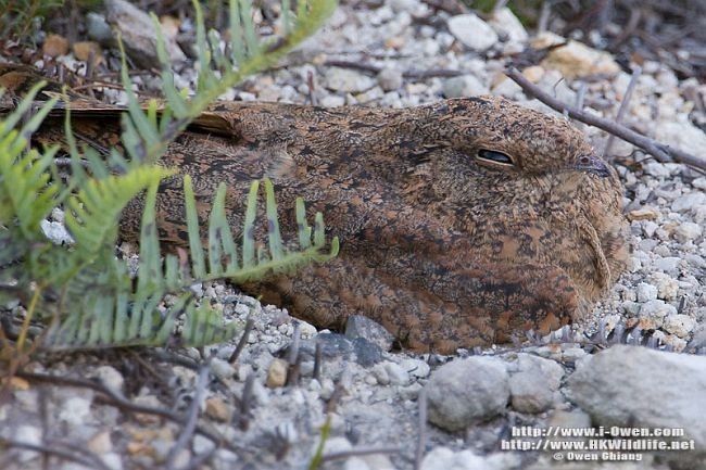 Savanna Nightjar - ML377036201